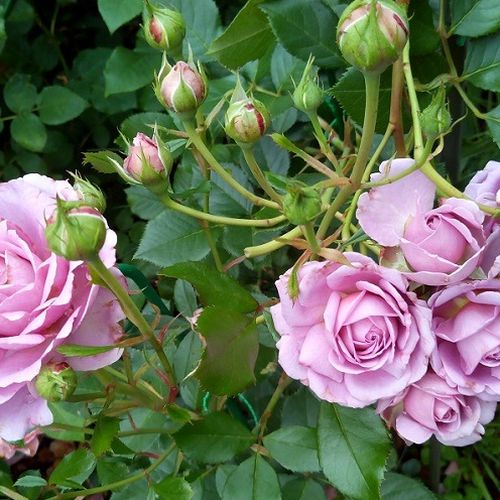 Dominique Massad - Rózsa - Mamiethalène - Online rózsa vásárlás